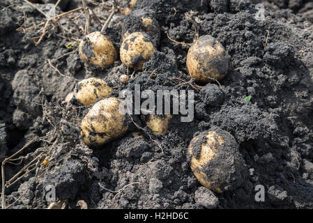 Appena scavato patate giacente a terra Foto Stock