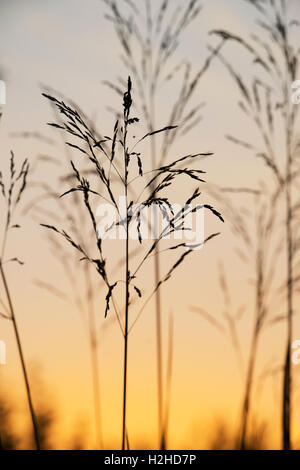 Erba ornamentale di sunrise silhouette Foto Stock