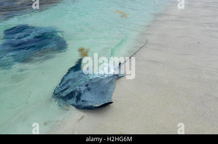 Wild friendly sting rays a Hamelin Baia Turchese con grande oceano meridionale le acque Hamelin Bay, Australia occidentale Foto Stock