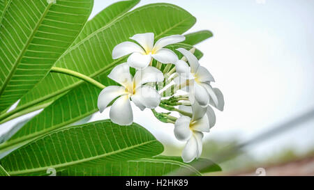 Il bianco e il giallo Plumeria ( fiori di frangipani ) in giardino Foto Stock