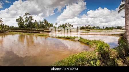 Indonesia, Bali, Pupuan, irrigati risaie inondate con acqua preparata per l'impianto di riso, panoramica Foto Stock