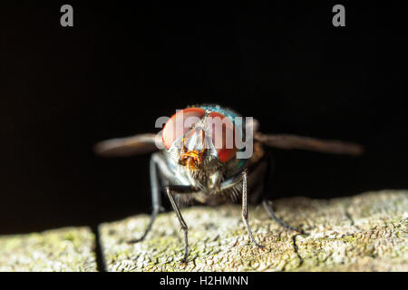 Comune bottiglia verde fly - Londra, Inghilterra Foto Stock