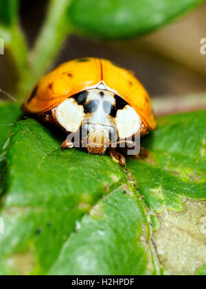 Harlequin ladybird Harmandia axyridis - Londra, Inghilterra Foto Stock