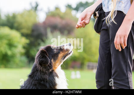 Ragazza dà un pastore australiano cane un trattamento Foto Stock