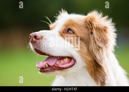 Ritratto di testa di un pastore australiano cane Foto Stock