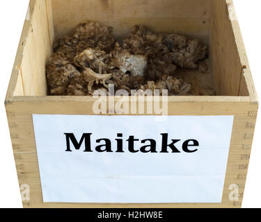 Funghi Maitake freschi presso il mercato agricolo di Hillhurst Sunnyside Foto Stock