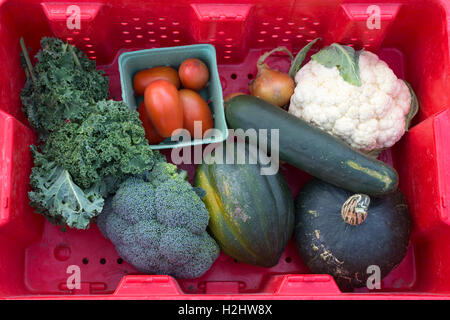 Ortaggi autunnali a Hillhurst Sunnyside Farmers' Market con bietole, pomodori, cipolle, cavolfiore, cetriolo, broccoli e zucca in un cestino rosso Foto Stock