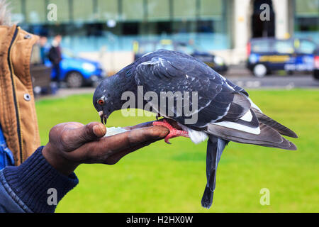 Feral pigeon essendo alimentato il riso da una mano d'uomo, Glasgow, Scotland, Regno Unito Foto Stock