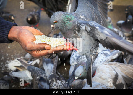 Feral pigeon essendo alimentato il riso da una mano d'uomo, Glasgow, Scotland, Regno Unito Foto Stock