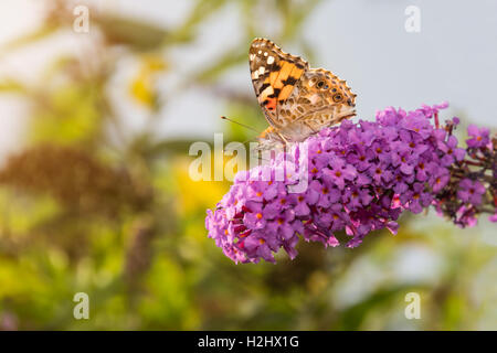 Dipinto di Lady butterfly, Vanessa cardui, alimentando il nettare dai fiori buddleia, illuminata dal sole del pomeriggio. Foto Stock