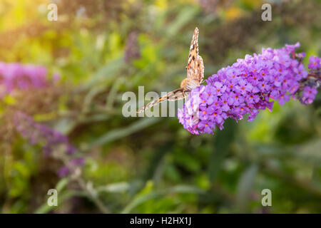 Dipinto di Lady butterfly, Vanessa cardui, alimentando il nettare dai fiori buddleia illuminata dal sole del pomeriggio. Foto Stock