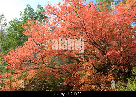 Acero in autunno fogliame, Salt Lake City, Utah Foto Stock