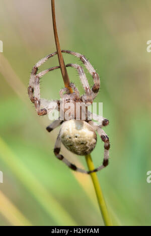 Giardino Spider, Araneus diadematus, singolo femmina adulta in appoggio sul gambo di erba, Lea Valley, Essex, Regno Unito Foto Stock