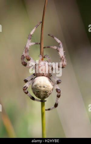 Giardino Spider, Araneus diadematus, singolo femmina adulta in appoggio sul gambo di erba, Lea Valley, Essex, Regno Unito Foto Stock