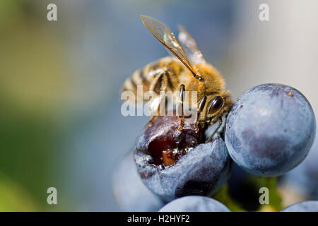 Ape su uve Close Up. Il miele delle api aspira il nettare da uve viola Macro. Foto Stock