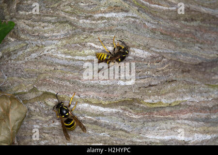 Comune di vespe, Vespula vulgaris, due lavoratori adulti edificio nido, Worcestershire, Regno Unito. Foto Stock