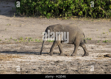 Baby Savana Africana Elephant Loxodonta africana nel profilo passeggiate sulle rive del fiume Chobe in Botswana Foto Stock