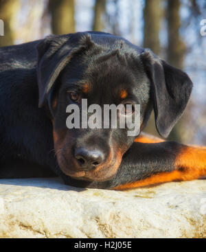 Ritratto di giovane adorabile cucciolo di rotweiler all'aperto Foto Stock