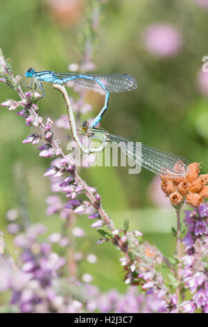 Comune Damselfly blu, Enallagma cyathigerum. Coppia coniugata ruota in formazione. Agosto. Sussex. Regno Unito. su Heather o Ling. Foto Stock
