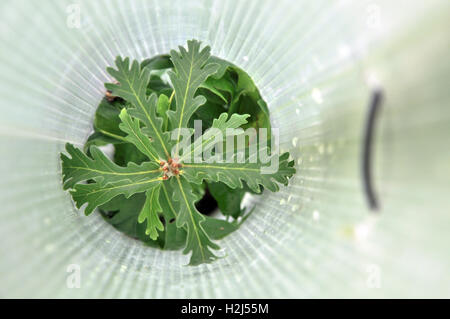 Oak tree protetti da animali cresce dentro un ridimensionato il tubo di plastica. Foto Stock