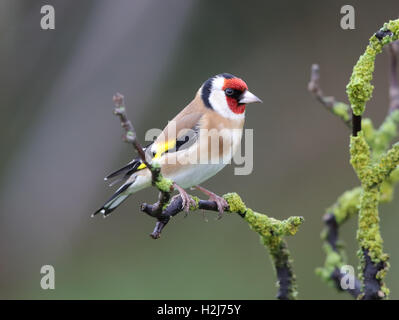 Cardellino europeo (Carduelis carduelis) in inverno,Galles/Shropshire frontiere, 2016 Foto Stock