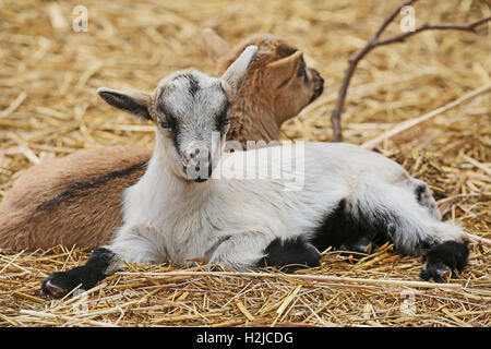 Due giovani capre (Capra aegagrus hircus) giacente dorso a dorso Foto Stock