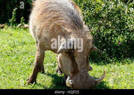 Vista ravvicinata di un warthog - Pumba mangiare erba nel campo. Foto Stock