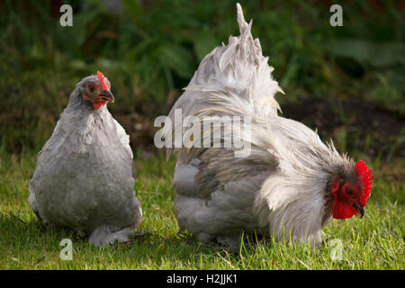 Lavanda Pekin pollo Bantam Foto Stock