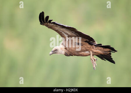 Ritratto orizzontale del grifone, Gyps fulvus. Adulto battenti contro verde foresta. Foto Stock