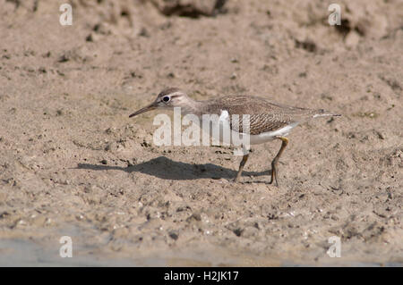 Ritratto orizzontale di comune sandpiper, Actitis hypoleucos, rovistando in acqua poco profonda nella zona umida. Foto Stock