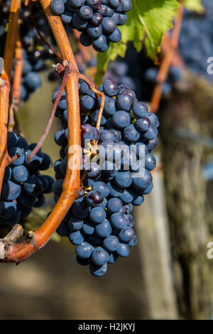 Le uve di Sangiovese di Montalcino Regione Toscana, Italia Foto Stock