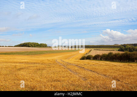 I modelli e le texture delle nuvole sopra il golden campi di stoppie e distante dei boschi di Yorkshire wolds in autunno o cadere. Foto Stock