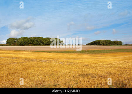 I modelli e le texture di nubi su raccolte di campi e boschi lontani in Yorkshire wolds in autunno o cadere. Foto Stock