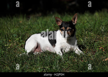 La posa del cane in erba, prendisole di se stessa. Foto Stock