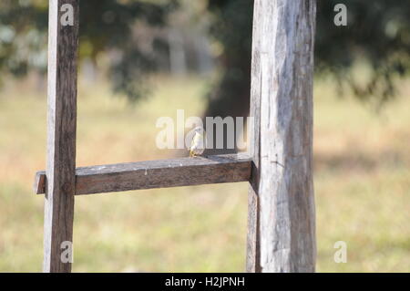 Una bellissima femmina zafferano finch bird in piedi da solo. Canario da terra Foto Stock