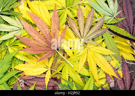 Foglie di marijuana sul terreno in autunno. Foto Stock
