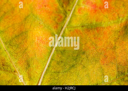 Close up texture di caduta foglie di autunno Foto Stock