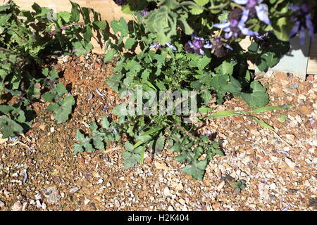 Sonchus oleraceus o noto anche come Sow Thistle Foto Stock