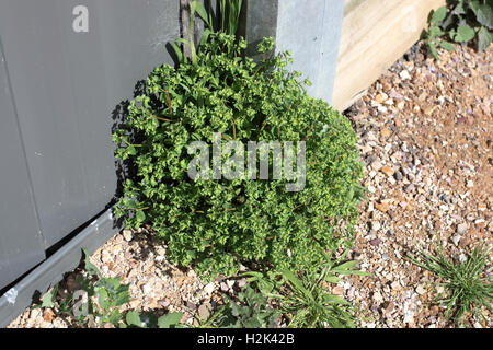 Petty o Euforbia noto come Euphorbia peplus uno dei comuni erbacce australiano Foto Stock