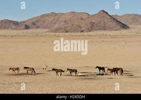 I Cavalli del deserto, Namib Desert cavalli (Equus ferus) al waterhole di Garub, vicino Aus, Karas Regione, Namibia Foto Stock