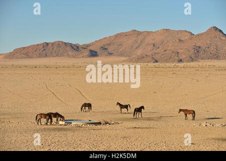 I Cavalli del deserto, Namib Desert cavalli (Equus ferus) al waterhole di Garub, vicino Aus, Karas Regione, Namibia Foto Stock