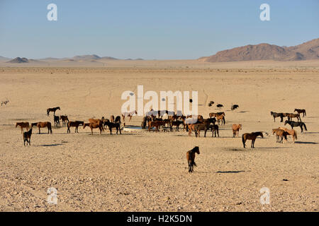 I Cavalli del deserto, Namib Desert cavalli (Equus ferus) al waterhole di Garub, vicino Aus, Karas Regione, Namibia Foto Stock