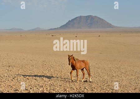 Cavallo nel deserto, deserto namibiano cavallo (Equus ferus) nel deserto, vicino al fiume di Garub, vicino Aus, Karas Regione, Namibia Foto Stock