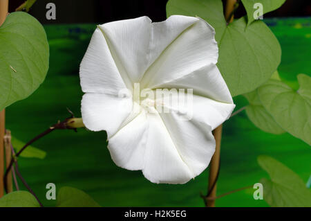 Bianco tropicale di mattina-gloria (Ipomoea alba), fiori bianchi Foto Stock