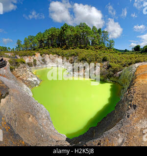 Devil's bagno lago termale, verde brillante, Wai-O-Tapu zona termale, Waiotapu, Rotoua, regione di Waikato, Nuova Zelanda Foto Stock