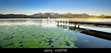 Ponte e ninfee su Hopfensee, nella parte anteriore delle Alpi dell'Algovia, mattina admosphere, Algovia, Baviera, Germania Foto Stock