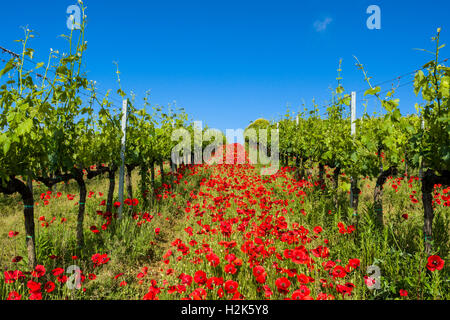 Verde tipico paesaggio toscano in Val d'Orcia con vigneti, papaveri e un cielo blu, Ascianello, Toscana, Italia Foto Stock