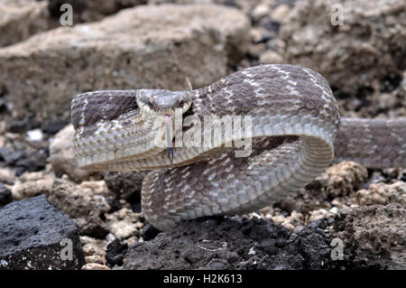 Mogano Ratsnake (Phrynonax poecilonotus), sbuffando, comportamento aggressivo, Corozal district, Belize Foto Stock