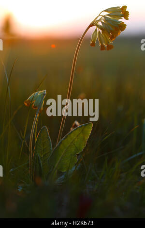 Cowslip (Primula veris), natura Peenetal, Meclemburgo-Pomerania, Germania Foto Stock