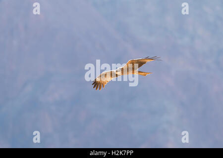 Singola nera Kite Milvus migrans sulla migrazione in volo contro le montagne di Eilat, Israele Foto Stock